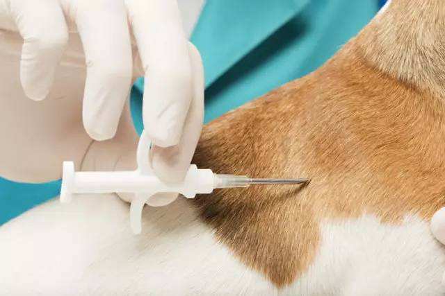 深圳養犬需植入RFID電子芯片，RFID寵物芯片是什麽？